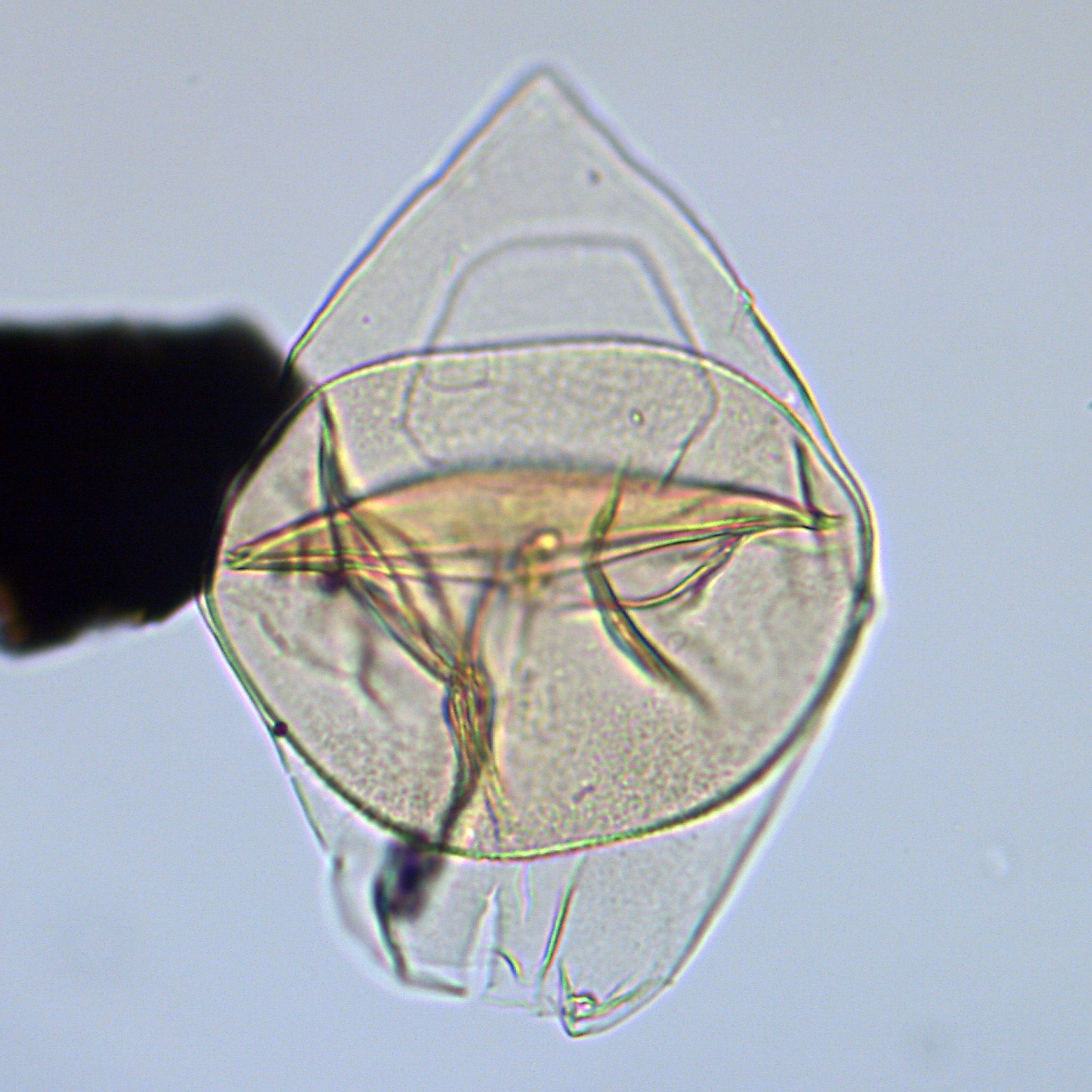 Isabelidinium pellucidum, U1581-28R2W, 14-18, sl. 1, E34-4, foto-b.jpg